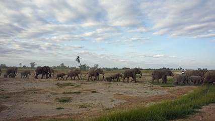 elephants of kenya
