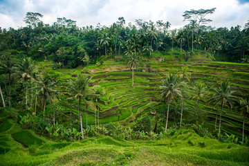 Fototapeta na wymiar Green Rice Field with Mountains Background under Blue Sky.