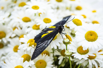 manual of tropical butterfly