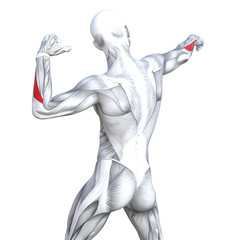 Fototapeta na wymiar Concept conceptual 3D illustration back fit strong human anatomy or anatomical and gym muscle isolated, white background for body health with biological tendons, spine, fitness medical muscular system