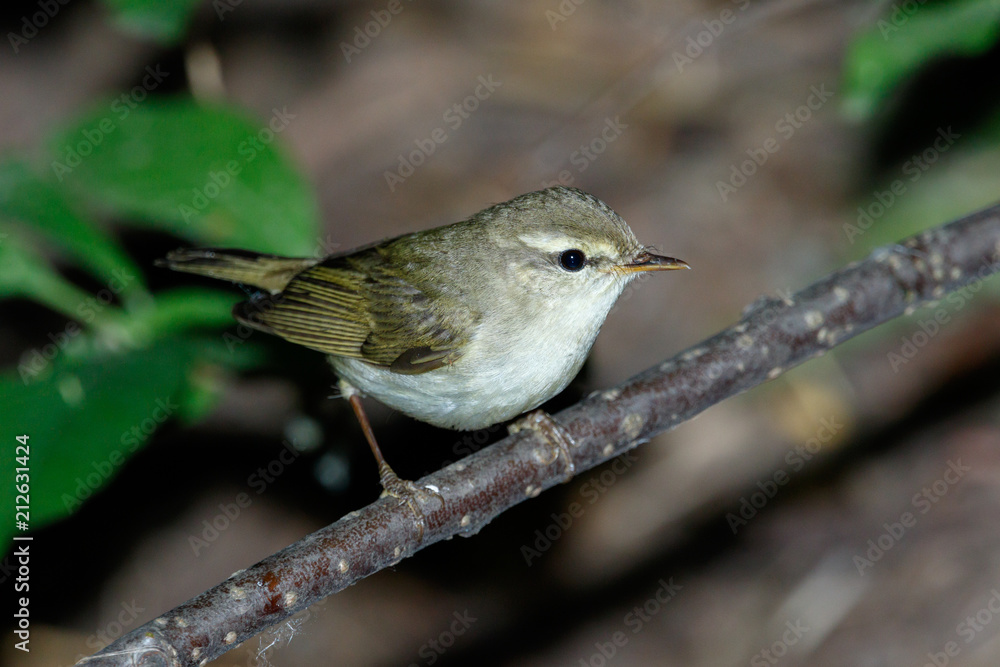 Wall mural Phylloscopus trochiloides. Greenish Warbler in nature.