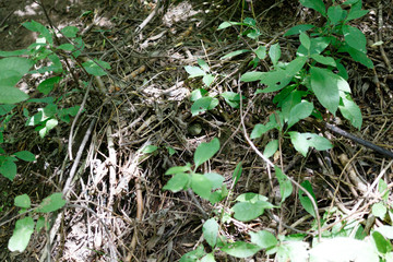 Phylloscopus trochiloides. The nest of the Greenish Warbler in nature.