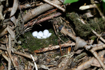 Phylloscopus trochiloides. The nest of the Greenish Warbler in nature.