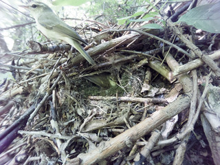 Phylloscopus trochiloides. The nest of the Greenish Warbler in nature.