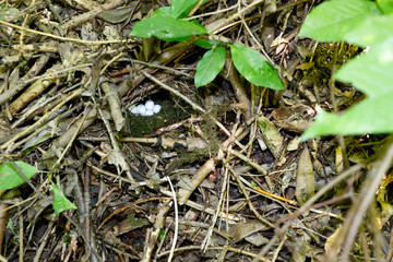 Phylloscopus trochiloides. The nest of the Greenish Warbler in nature.