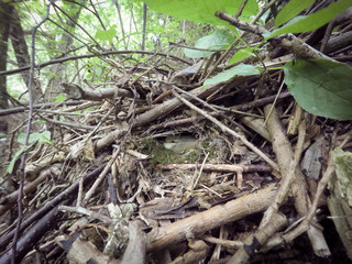 Phylloscopus trochiloides. The nest of the Greenish Warbler in nature.