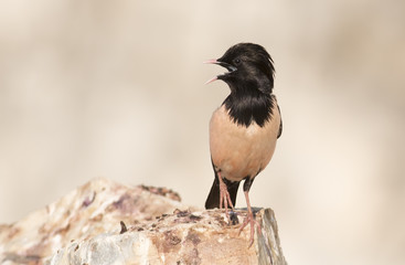 Rosy Starling