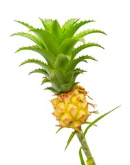 Beautiful Decorative Pineapples on A White Background