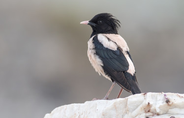 Rosy Starling