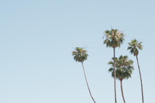 Palm trees in a beach in California