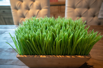 grass, plants