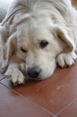 pies, kremowy, doog © Kinga