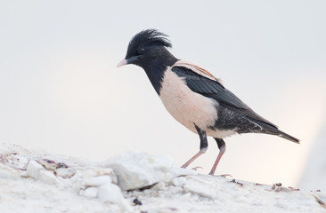 Rosy Starling