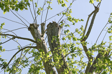 Gestutzte Krone der Platane, Platanus hispanica
