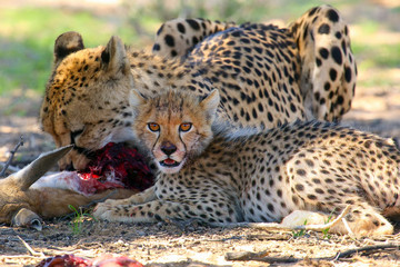 The cheetah cub (Acinonyx jubatus) and his mother are eating antelope. Cheetahs in the desert.