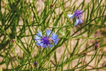 different coloured flowers in the night