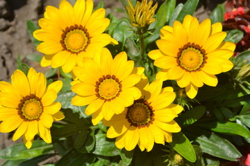 Fototapeta premium sunflower, flower, yellow, field, nature, summer, sunflowers, agriculture, macro, sunflower, daisy, design, textured, illustration, backdrop, abstraction, graphics, bloomplant, green, sun, flowers, bl
