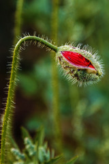 different coloured flowers in the night