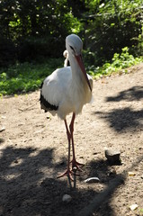 bocian, duży ptak, stork, big bird