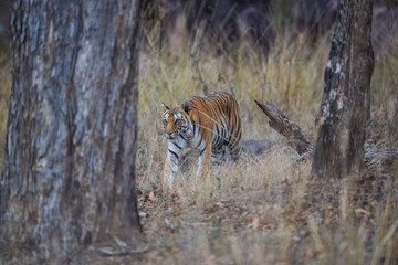 A gorgeous tigress from central forest of india
