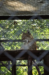 ryś, ssak, dzika natura, lynx, mammal, wild nature © Kinga