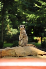 ssak, surykatka, mammal, meerkat © Kinga