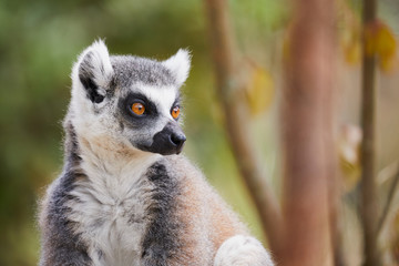 Obraz premium Ring-tailed lemur closeup
