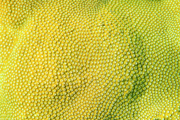 Beautiful star coral on the seabed, Andaman Sea, Phuket, Thailand 