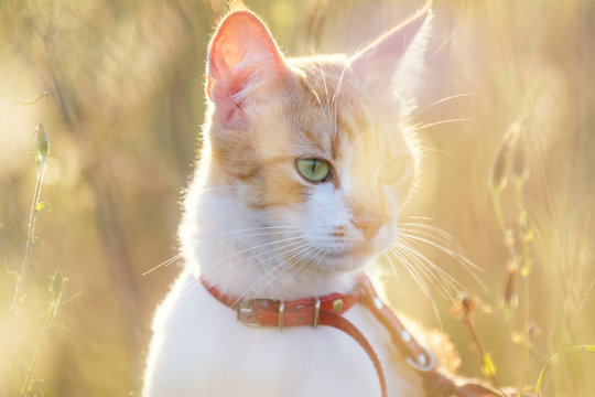 Cute white-and-red cat in a red collar in the grass. Cat is staring at something.