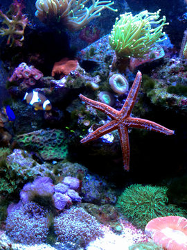 Naklejki Fromia Seastar w akwarium z rafą koralową jest jedną z najbardziej niesamowitych żywych dekoracji