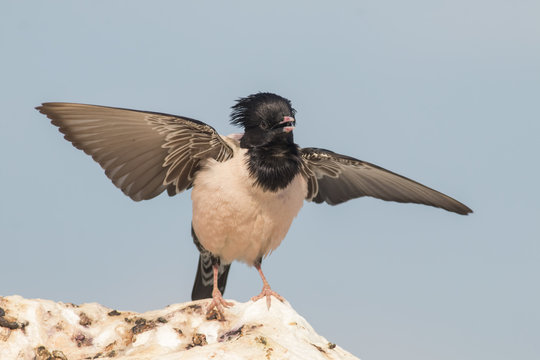 Rosy starling (Pastor roseus)