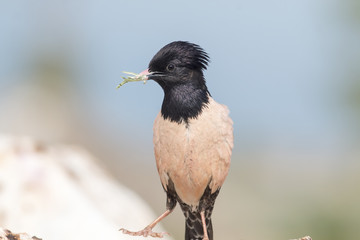 Fototapeta premium Rosy starling (Pastor roseus)