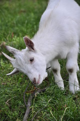 white goat, pet, farm, biała koza, zwierzak, farma, 