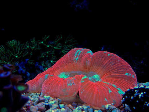 Open brain coral in reef aquarium tank