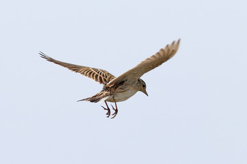 Alauda arvensis. The Skylark closeup