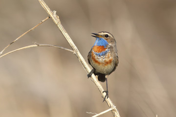 The male Bluethroat sitting on a branch