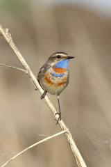 Luscinia svecica pallidogularis. The male Bluethroat sitting on a branch
