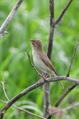 Iduna caligata. The booted Warbler is a summer's day