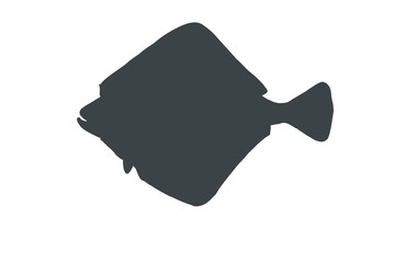 Fish silhouette. Flounder handdrawn illustration. Vector image