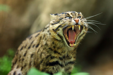 The fishing cat (Prionailurus viverrinus), portrait with green background.