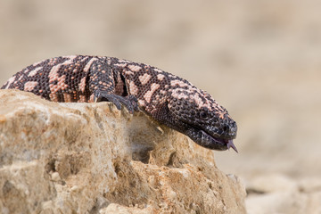 Lizard Gila Monster( Heloderma suspectum)