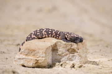 Lizard Gila Monster( Heloderma suspectum)