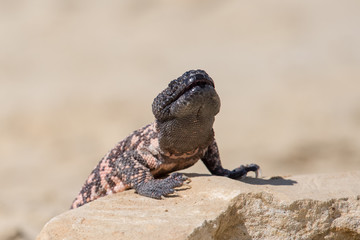 Lizard Gila Monster( Heloderma suspectum)