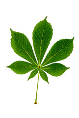 green chestnut leaf on white background