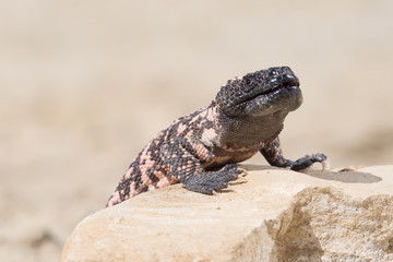 Lizard Gila Monster( Heloderma suspectum)