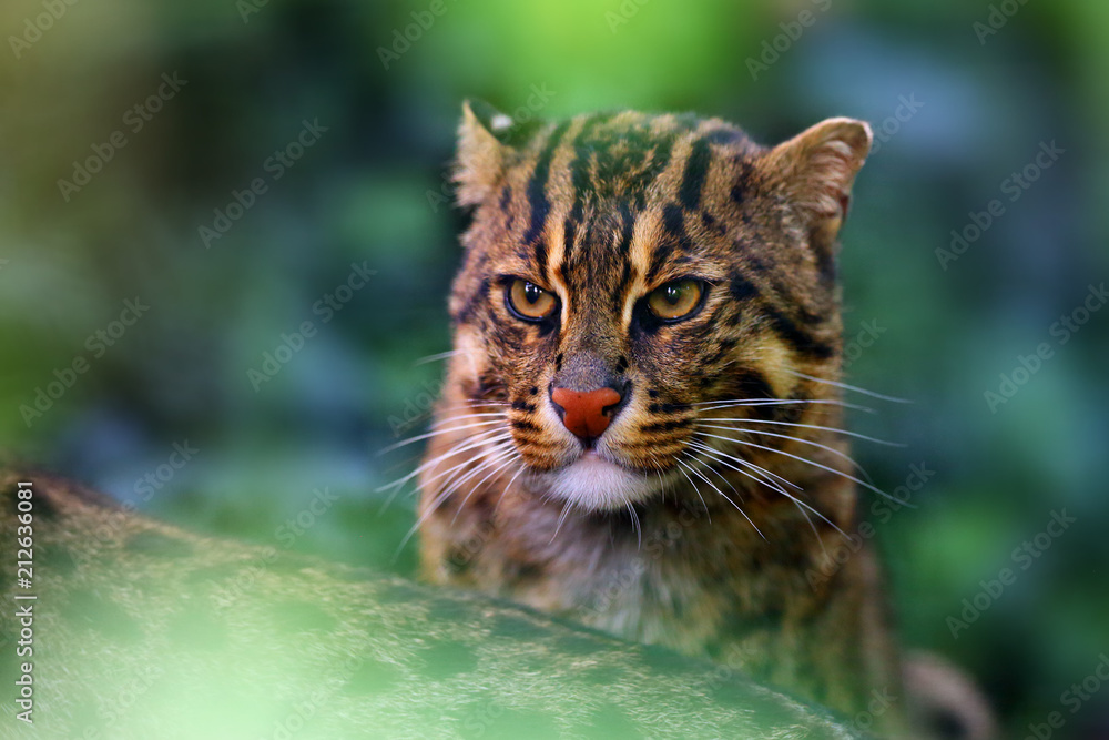 Canvas Prints The fishing cat (Prionailurus viverrinus), portrait with green background.