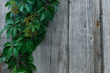 old wooden wall with greenery