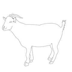  isolated goat sketch