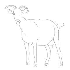 vector, isolated goat sketch