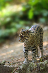 The fishing cat (Prionailurus viverrinus), portrait with green background.